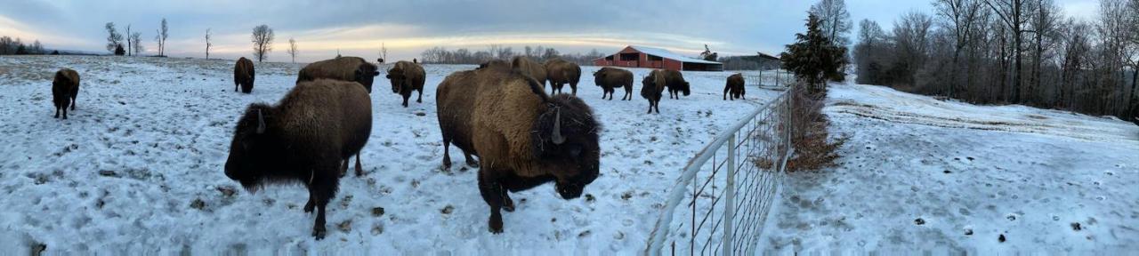 Amish Made Cedar Cabin With A Loft On A Buffalo Farm Close To The Buffalo River Marshall Екстериор снимка